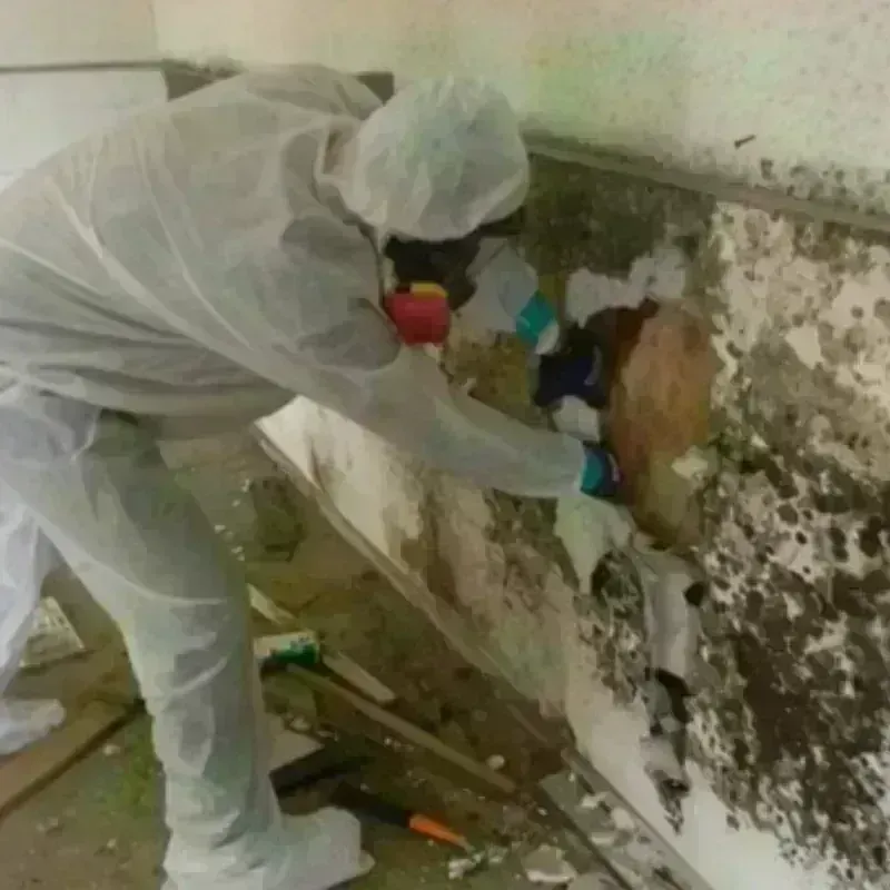 Mold Remediation and Removal in Georgiana, AL